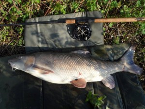 Nene barbel record.jpg